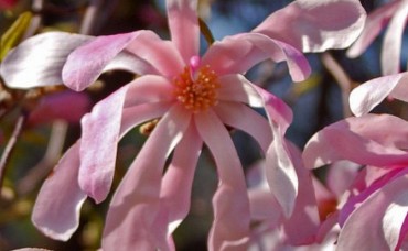 Magnolia stellata Rosea C3